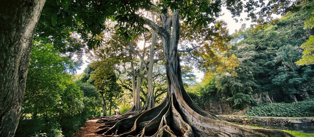 How tall is the largest tree in the world