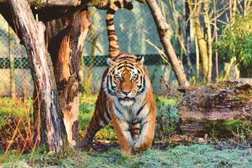 Jim Corbett