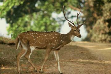 kanha-national-park