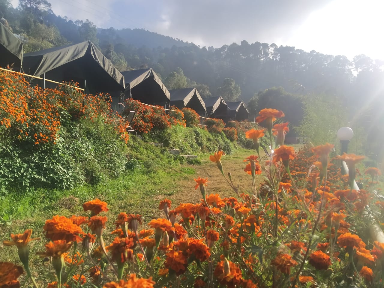 Camping in Bhimtal Flowers