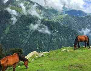 Hourse Triund Trek
