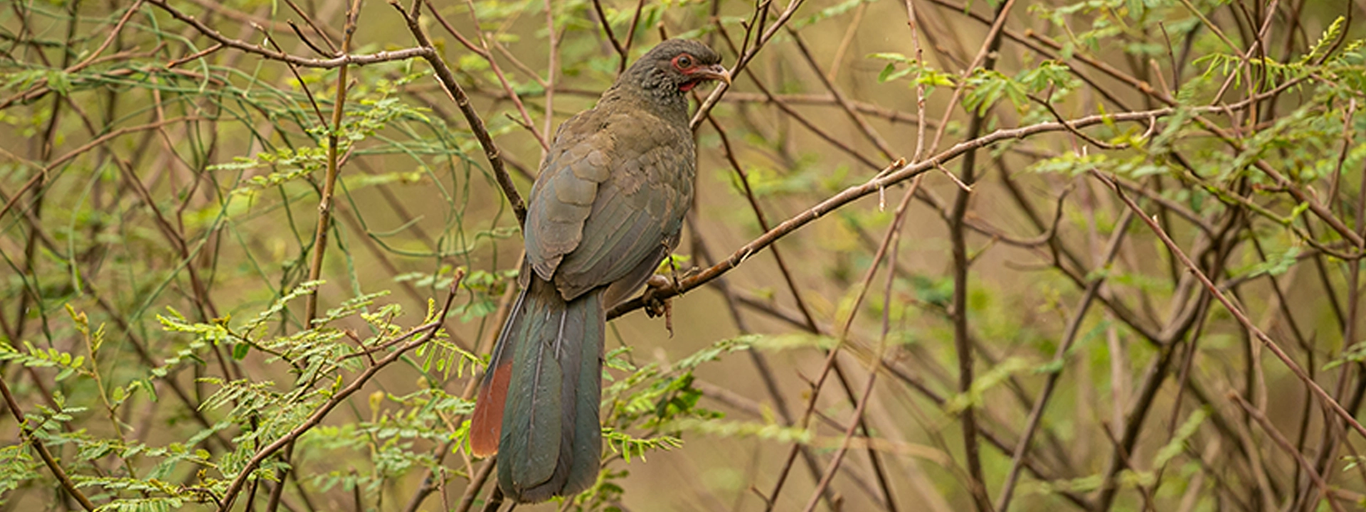 jim corbett national park