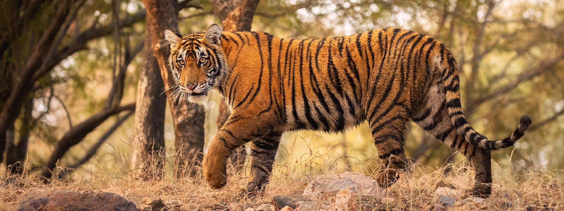 bird watching jim corbett