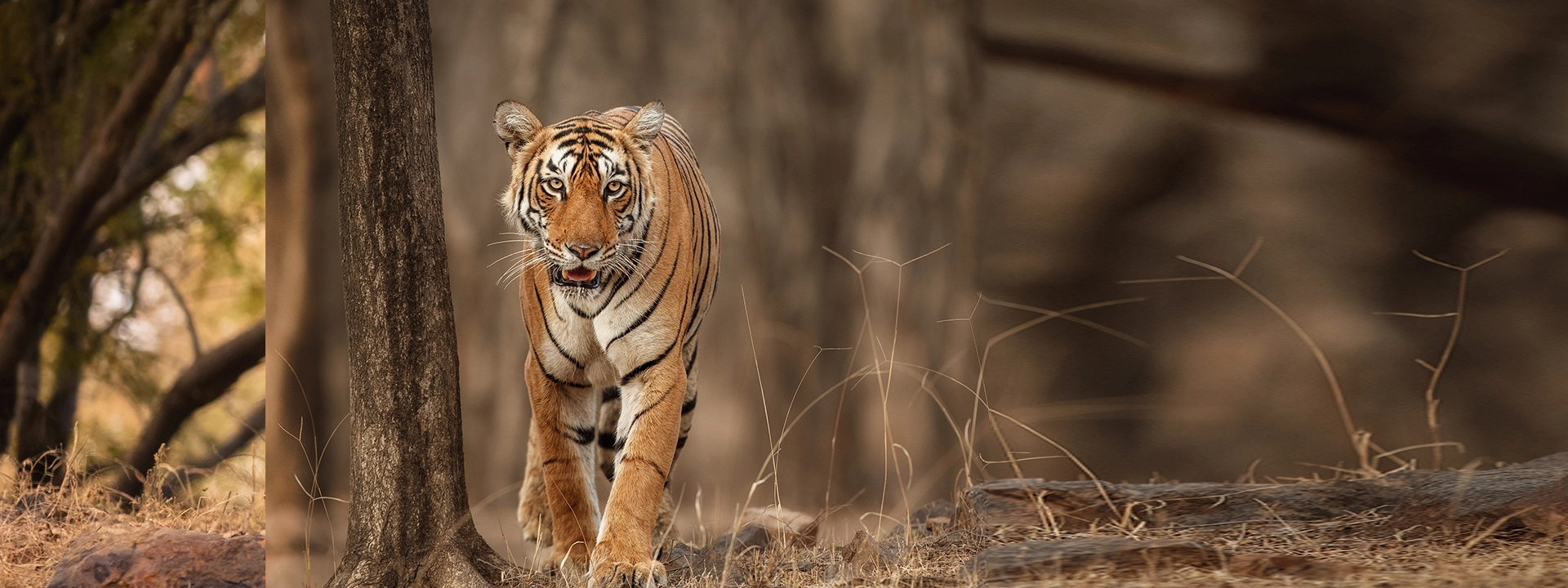 tiger jim corbett national park