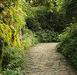 Camping in Bhimtal Flowers