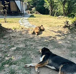 Cottages Dogs